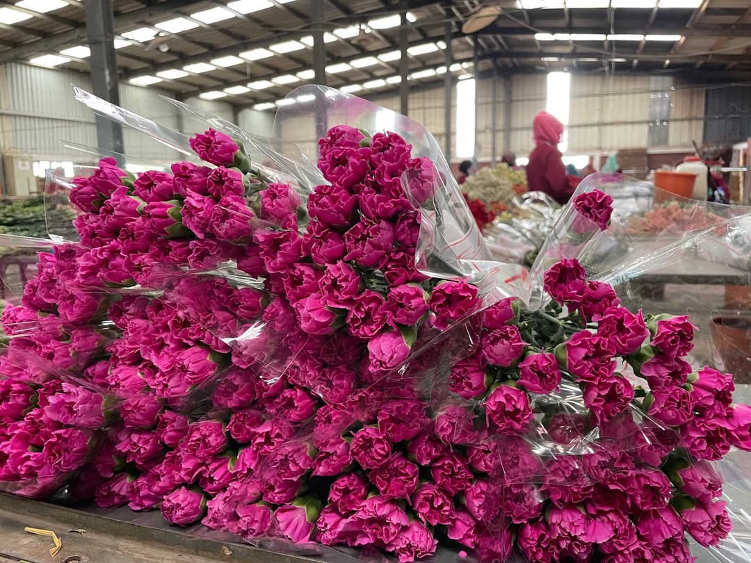 Carnations Kenya