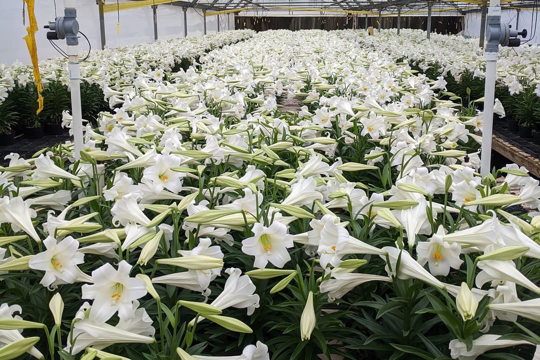 Lilies USA