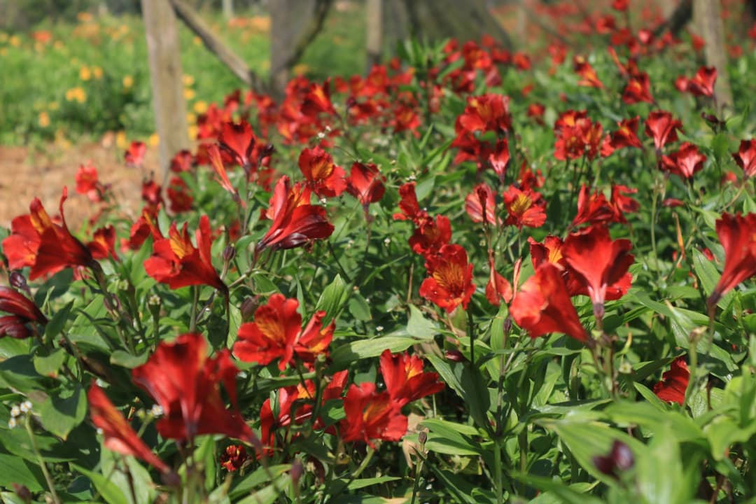 Alstroemerias Kenya