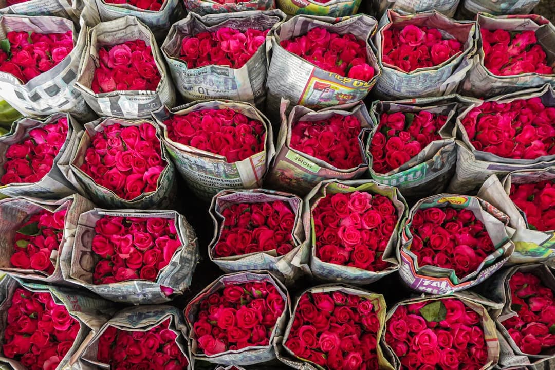 Roses Kenya