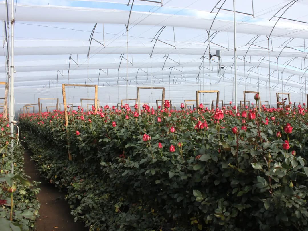 Roses Colombia