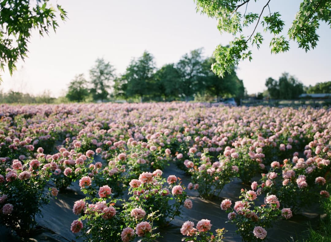 Roses USA