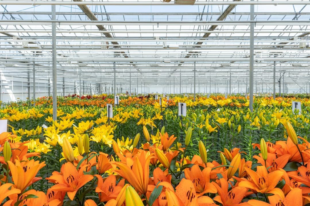 Lilies Netherlands