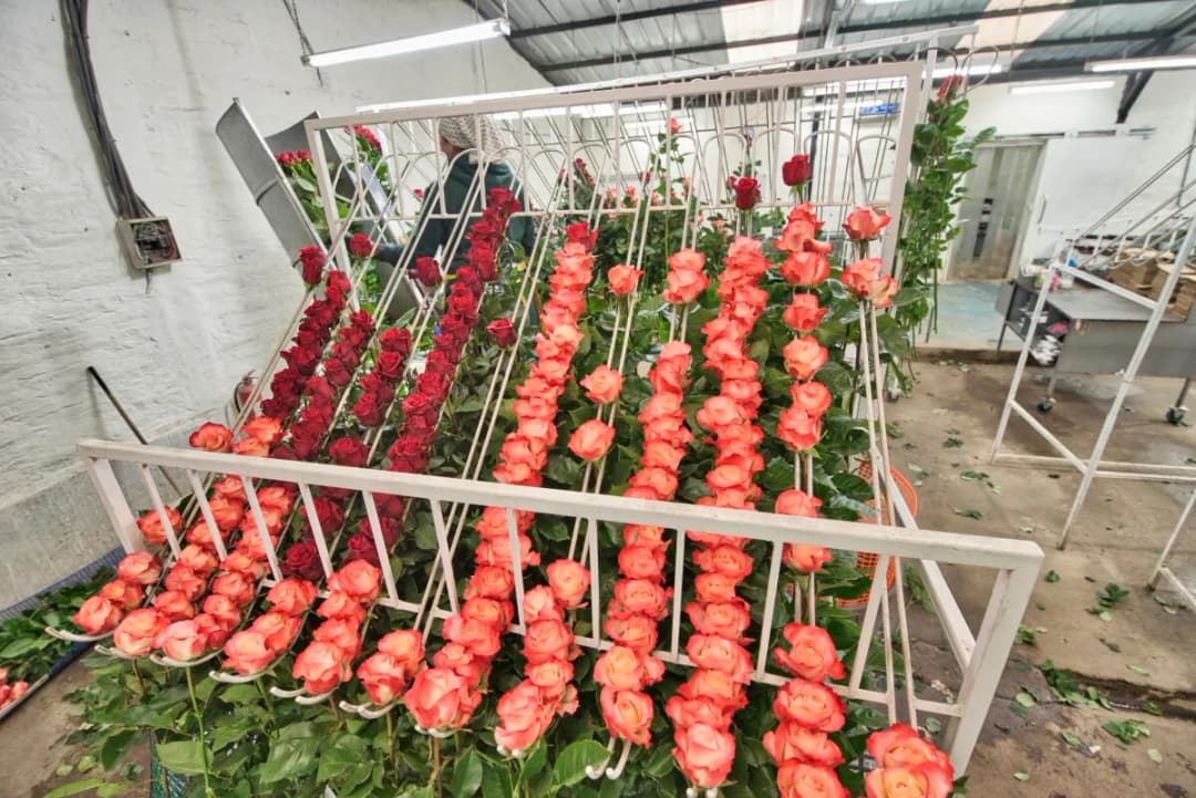 Rose Farm