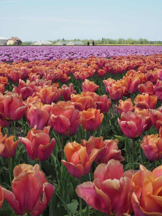 Tulip Farm