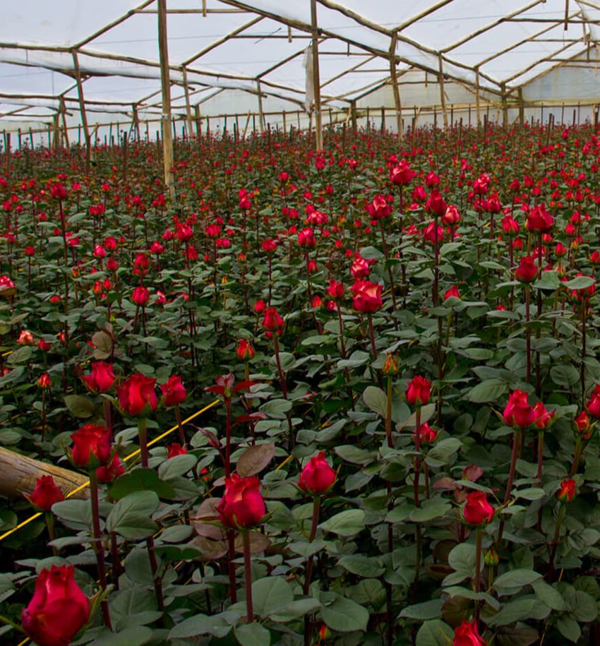 Roses Farm